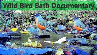 Natural Spring Birdbath Narrated Documentary