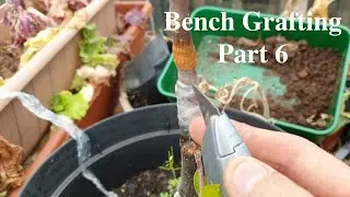 Bench grafting apple and pear trees part 6: Removing the grafting tape