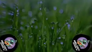 🎶Melancholy Melodies: Finding Solace in Rainy Reflections🎶