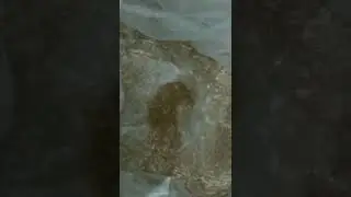 Common Carp Fish spawn at low price in 2024-new season कोमन कार्प मछली जीरा delivery ongoing
