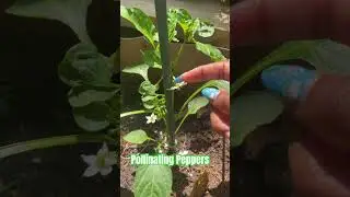 Pollinating your peppers is easy. Just give them a little tap of shake to loosen some of that pollen