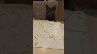 Культурно сидит за столом 🐈