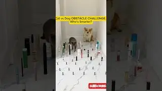 Cat vs Dog OBSTACLE CHALLENGE &ndash;Who&rsquo;s Smarter? #cat #dog #challenge #catlover #doglover #funnyanimals