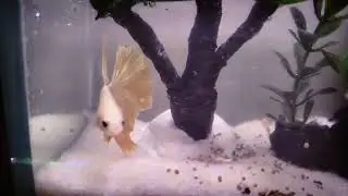 Ikan aquarium