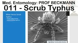 Medical Entomology 011: Scrub Typhus