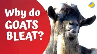 Why do goats bleat🐐? | Curious Questions