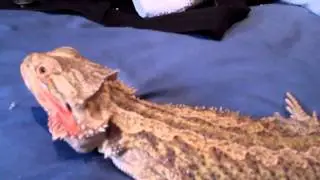 Bearded Dragon Emergency ! Need A Vet's Help ASAP!