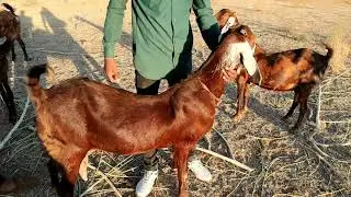 #shorts Sirohi bakri palan| Bakri palan kaise kare| bakri palan | @harish Yadav