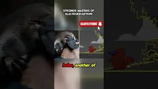 Utkonos: Masters of Electroreception! #wildlife #animals #facts #funny #documentary #zoo