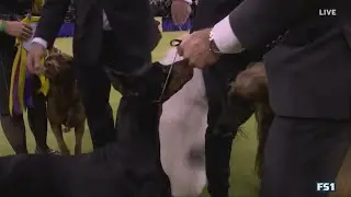 Westminster Kennel Club Dog Show winner revealed