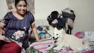 #Charry dog khelna family funny charry#video#viral🧿🧿😆😆🐕🐕