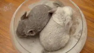 Chinchilla Dust Bath - Baby's First Time!