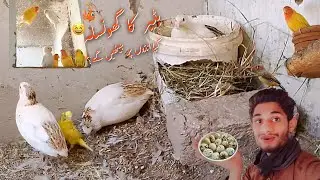Maine Batair Ka Ghar Banaya | Quail Nesting in Pakistan
