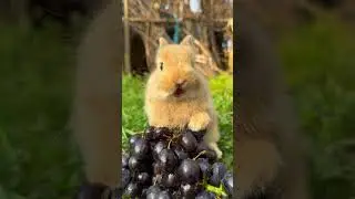 Милый кролик сидит и ест виноград! #кролик #жизньнарифе #милоеживотное