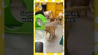 What working at a doggy daycare is REALLY LIKE! 🐶😳 #shorts #dog #dogdaycare