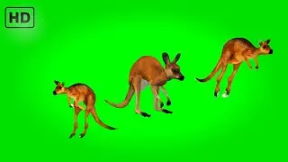 Kangaroo green screen HD VIDEO copyright free use ||Green screen kangaroo hd video animated footage