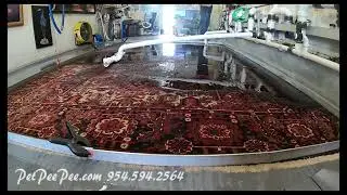 2025-Persian Rug urine odor removal