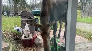 Mama and baby moose eating apples next to screen door! anchorage Alaska 