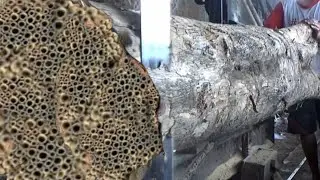 Strange and unexpected incident while sawing 10 meters of wood