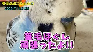 【筆毛ほぐし】ほんの少しだけど筆毛ほぐせた💖久しぶりの小松菜🥬【しゃべるインコ】今日のポコちゃん🐦2025-11-9