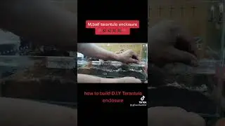 how to build D.I.Y enclosure tarantula for M,balfouri communal.