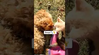 Boop 🐾🐈 #boopthesnoot #younghavendoodles #dogtales #kittensandpuppiesoftiktok #kittensanddogs