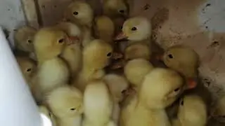Kuluçkadan Ördek Civcivleri Çıktı. / %87 Çıkım Oldu Ördeklerde. / Sarı Sarı Civcivler Çıkıma Devam.