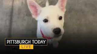 From suitcase to safety: HARP helps save abandoned dog