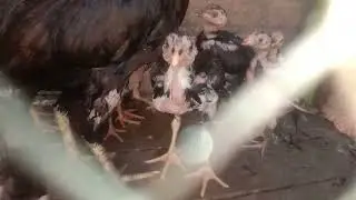 aseel chicks.aseel chicks and aseel hen. #KSaviary #youtube #facebook