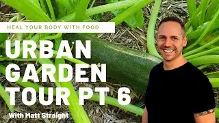 URBAN GARDEN UPDATE PT 6 - FINALLY PICKABLE ZUCCHINIS