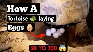 TORTOISE 🐢 Gives Birth to BABIES 🥚!