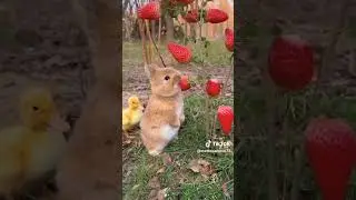 Un coniglio che mangia le fragole