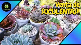 Venta de suculentas OCTUBRE 2025.🌺🌱🔥