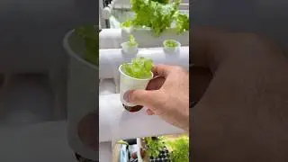 Как заниматься гидропоникой дома? Резюме