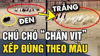 Đỉnh cao chú chó 'PHÂN LOẠI ĐÀN VỊT' theo màu sắc CỰC CHUẨN không lẫn vào đâu | Tin 3 Phút