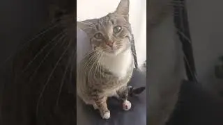 قطط الشارع اللطيفة #catlovers #cutebaby #cute #cat #kitten #funnycats