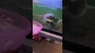 Channa red Barito full bunga ganas banget,ini kondisi ikan di kolam😭 #379 #KOOKIKO