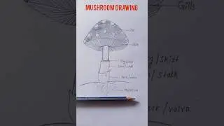 How to draw mushroom😱 #fungus #shortsvideo