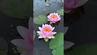 Rain Drops in Lilly Flower 🪷 #raindrops #lilly #flowers #naturelovers #shorts