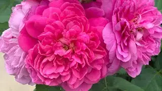 Royal &lsquo;PRINCESS ANNE rose&rsquo; 👑 #relaxation David Austin standard tree #stressrelief 👉@sirihomerose