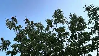 Dunstan Chestnuts falling 