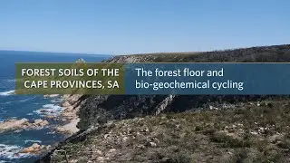 The forest floor and bio-geochemical cycling