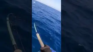 #bigfish #1410edit #fishing #largefish #funny