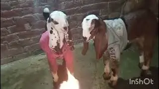 Desi goats twins babies Pakistan goats farming 