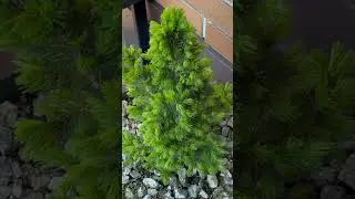 PICEA GLAUCA &ldquo;CONICA DECEMBER&rdquo; #picea #ель #ялина #приросты