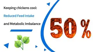 Keeping chickens cool: The Dual Threat of Reduced Feed Intake and Metabolic Imbalance