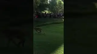 Leopard vs rabbit amazing moment 😱😱😱