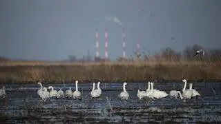 ЛЕБЕДЬ-КЛИКУН  (Cygnus cygnus)