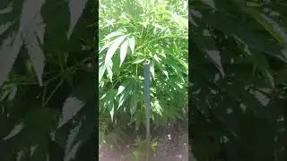 solefire gardens terpgasm,Banana melt Humboldt, cherry paloma raw genetics etc