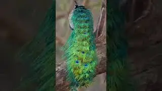 peacock performance view . #shortvideo #nature #trending #peacock .